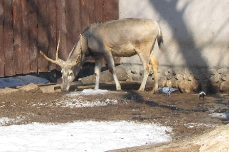 Олень