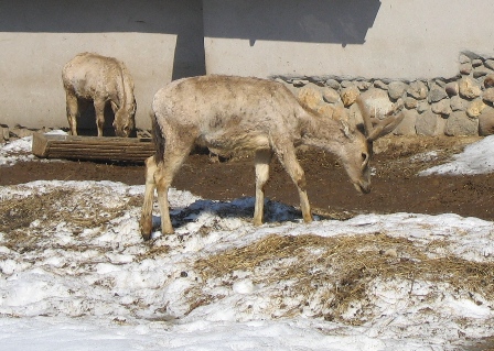 Олени